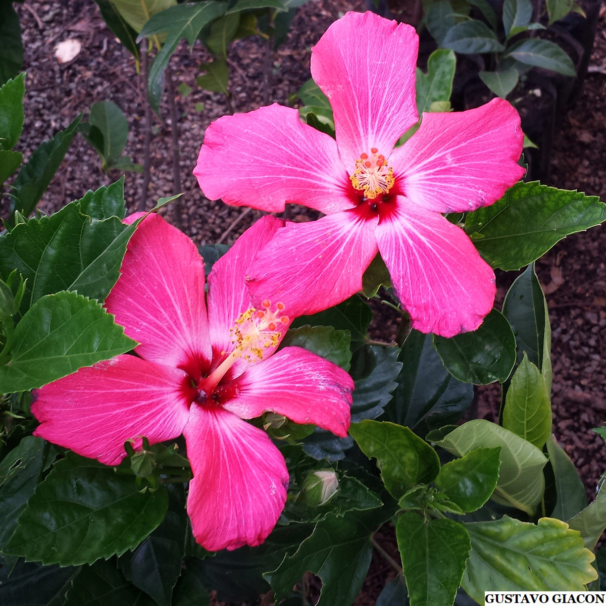 Viveiro Ciprest - Plantas Nativas e Exóticas: Hibisco Rosa Escuro