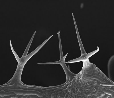 tricoma hoja arabidopsis