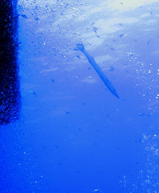 υποβρυχια φωτο Κώστας Λαδάς