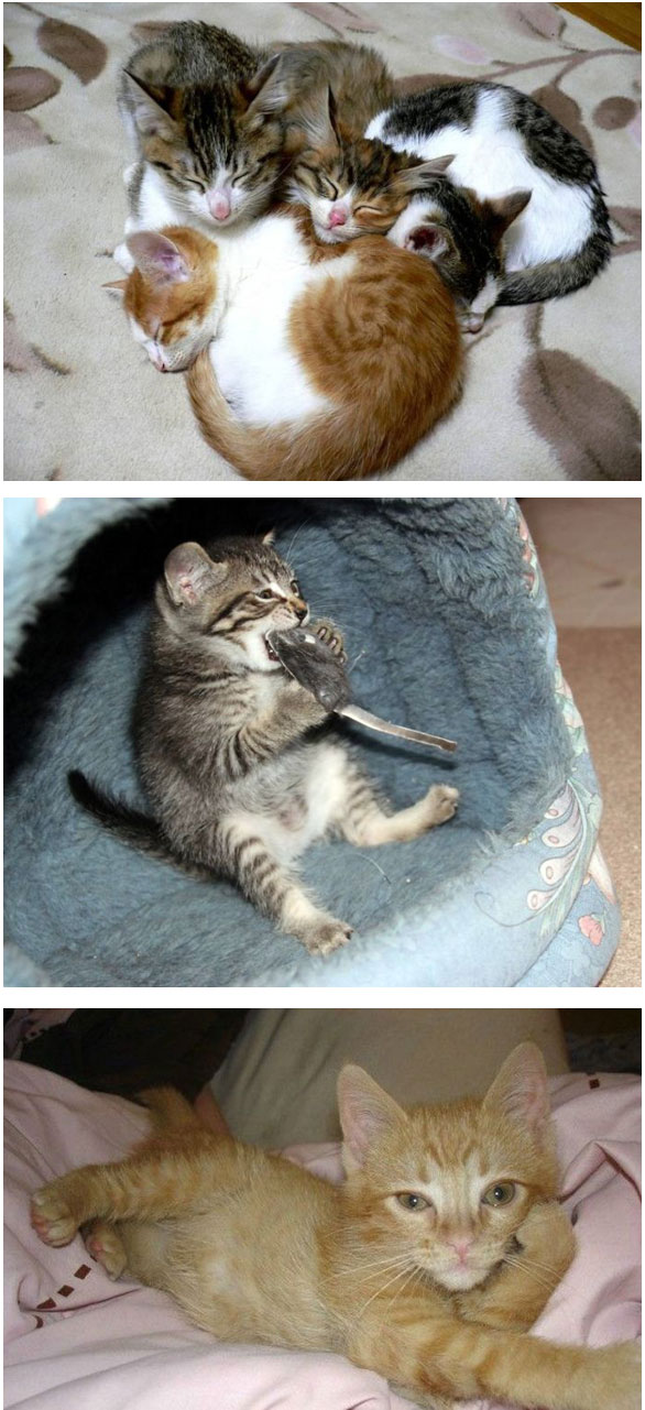 COMEL KOT - Koleksi Gambar Kucing Yang Seriusly Comel! (33 Gambar)