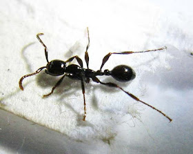 Aenictus ant worker