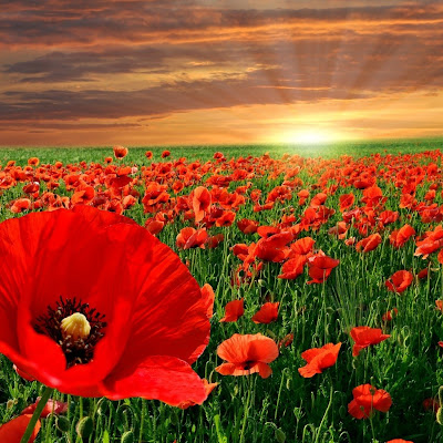 Poppy field download free wallpapers for Apple iPad