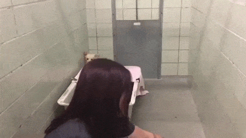 새끼를 다시 만난 어미개 반응