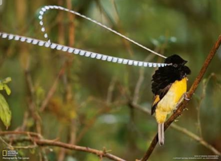 Galeri Bahasa Indonesia Burung Cawi Sang Penjaga Hutan