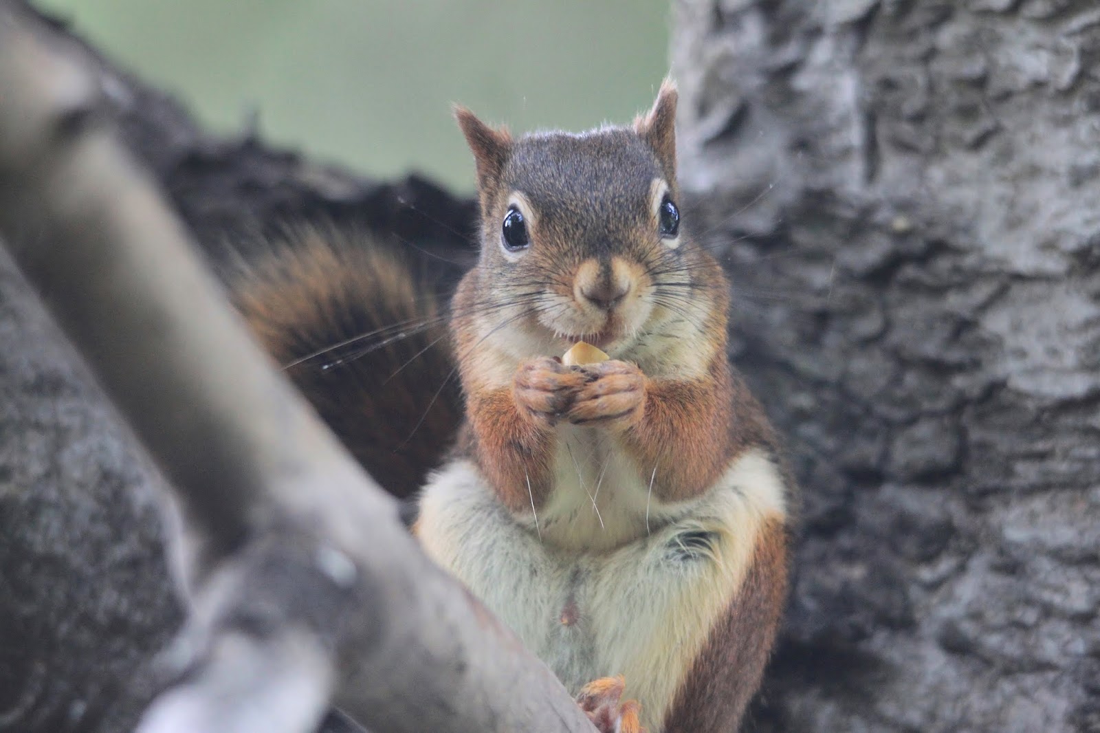 Common Backyard Animals Homideal