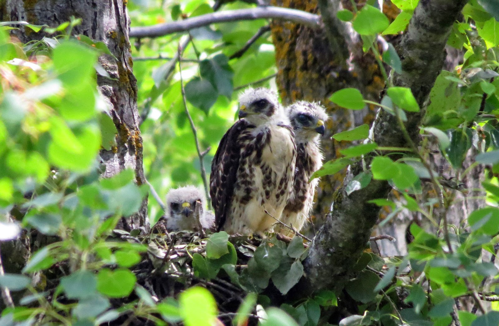 Life in the Beaver Hills Nesting Broadwinged Hawks at Elk Island