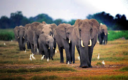 elephant african wallpapers desktop backgrounds keywords