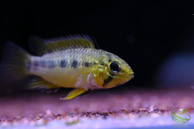 Apistogramma sp."pacman"