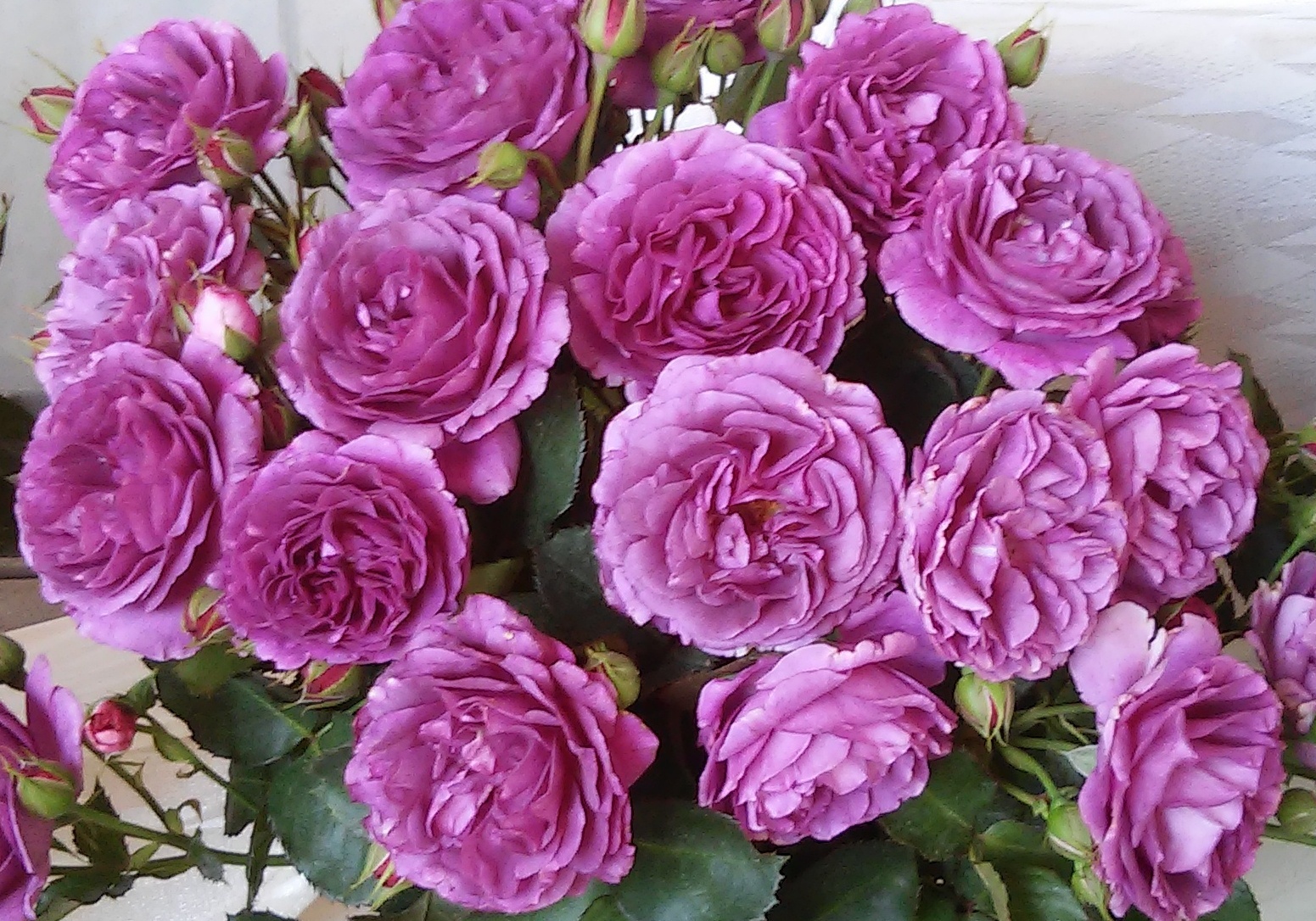 Роза минерва флорибунда фото и описание Роза Минерва VISSERS (уценка) (Minerva) саженцы лицензионных роз купить в Минс