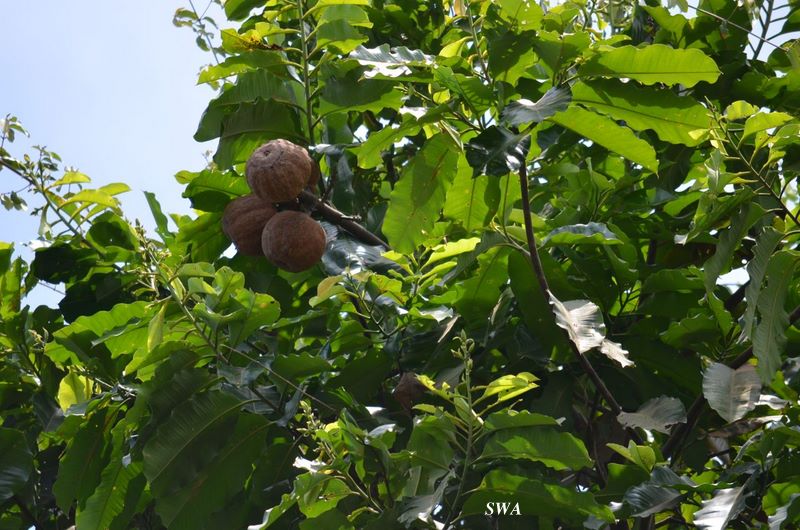 Tropical Biodiversity Santarém Pará Brasil Brazil nut