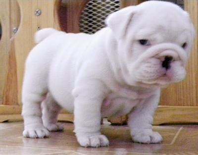 Rules Of The Jungle British Bulldog Puppies British Bulldog Puppies