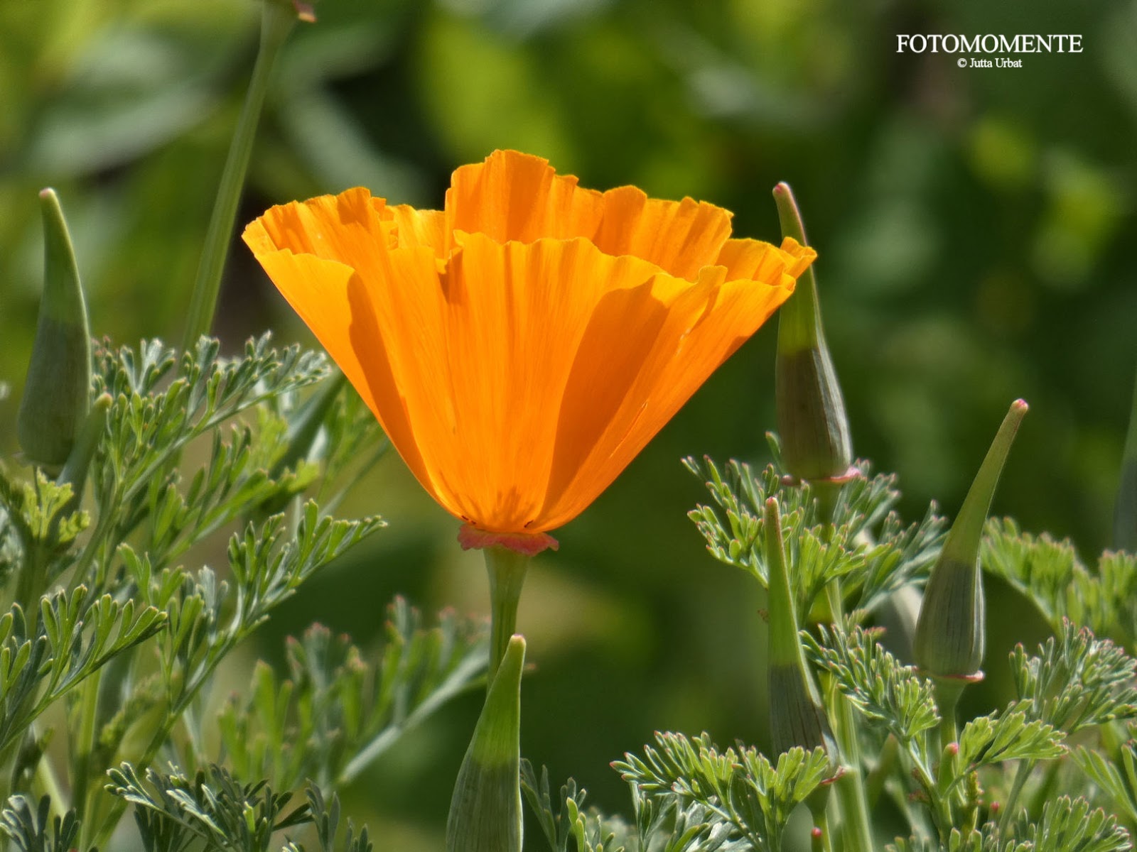 Hinter einem Gartenzaun