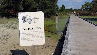 Alligator im St. Andrews State Park, Florida