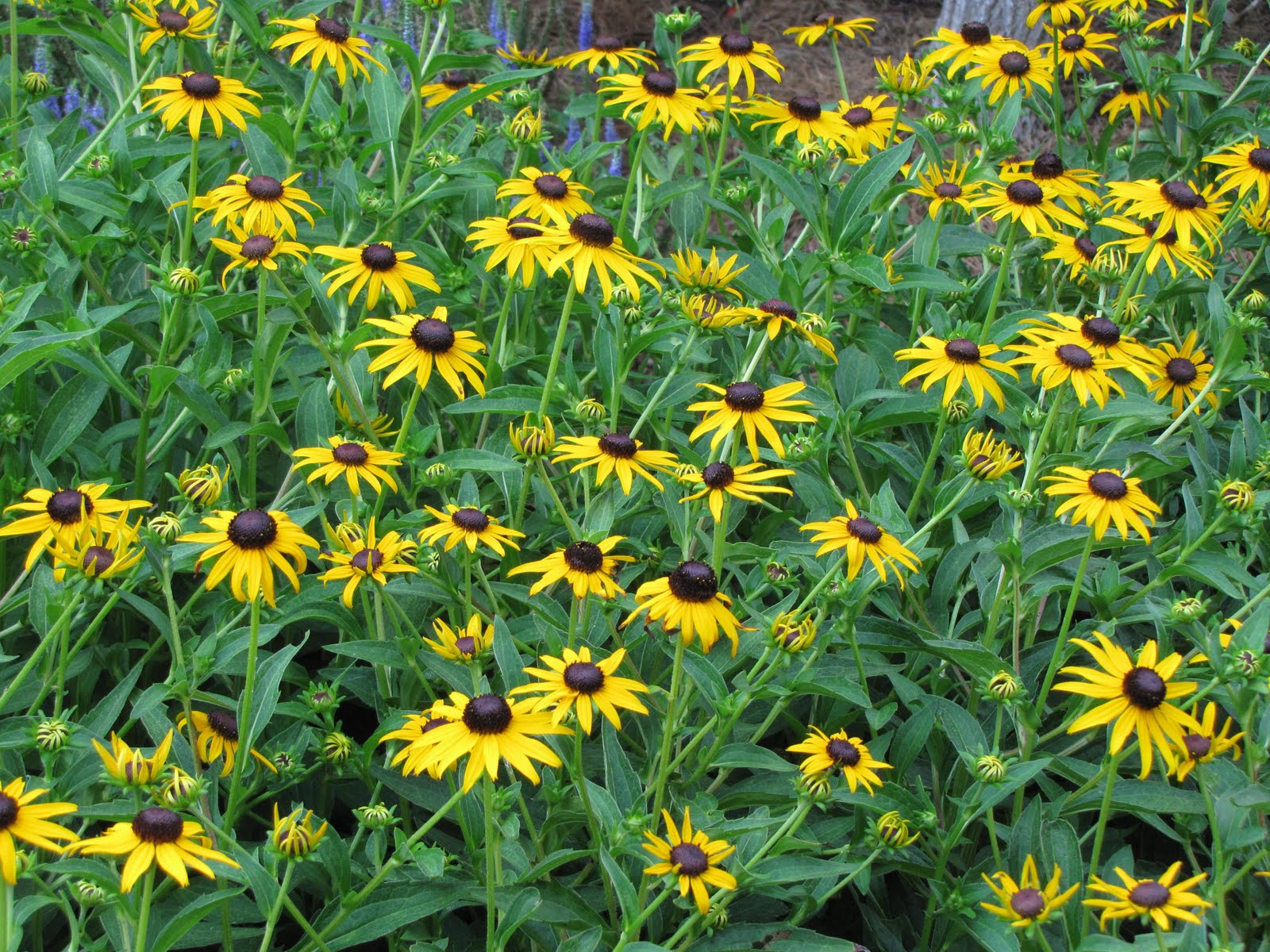 Garden Thymes: Rudbeckia