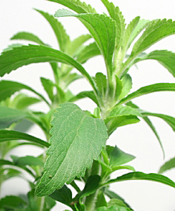 stevia-planta.