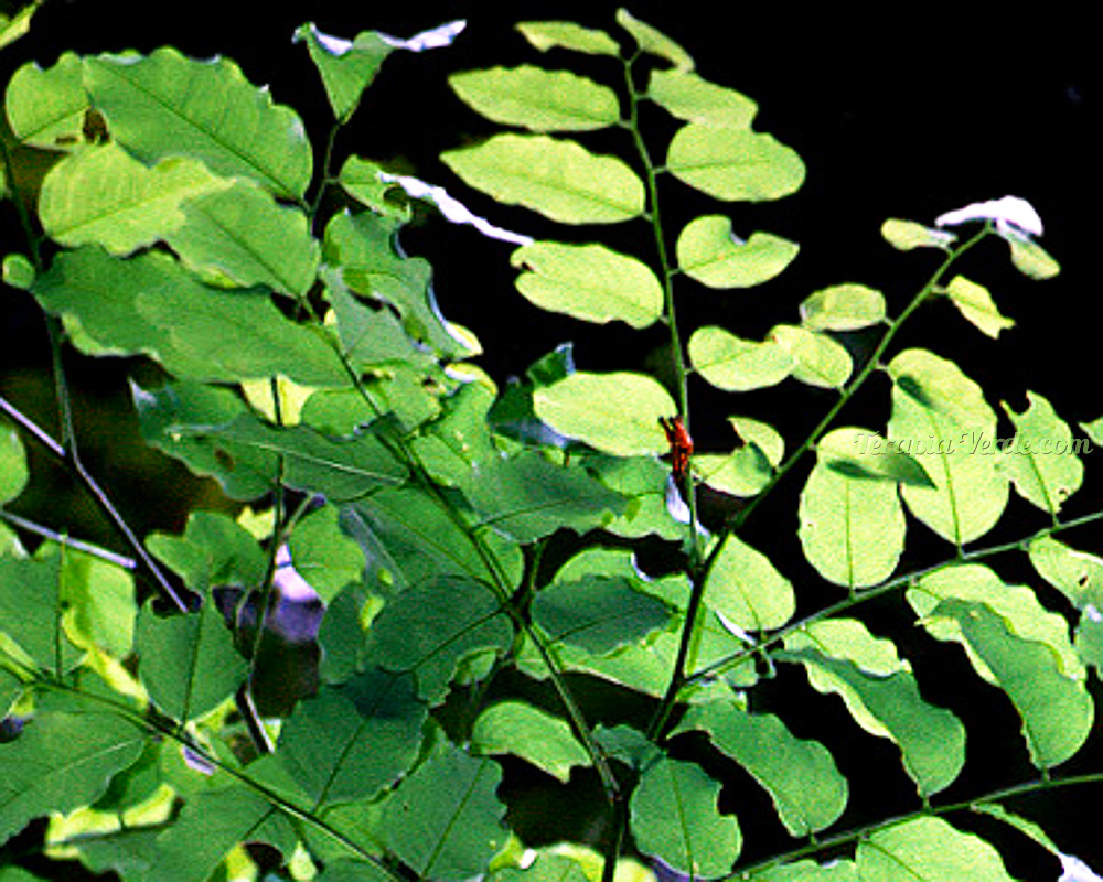 Benefícios da Imburana Terapia Verde Benefícios da Imburana Terapia Verde