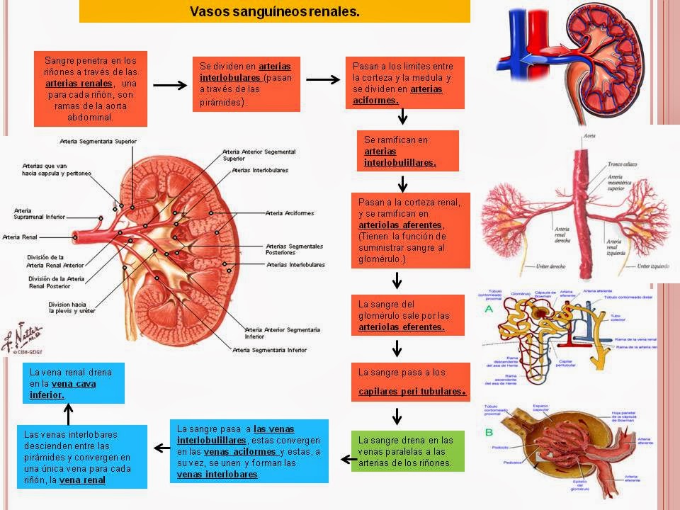 VASOS SANGUÍNEOS RENALES. | Blog de Fisiología Médica