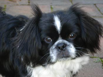 pekingese