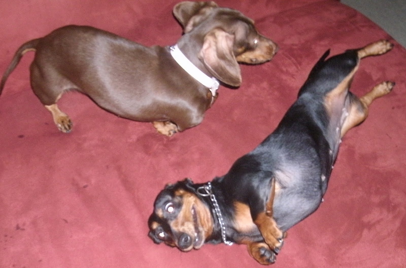 C.V.H.P.S.S. by Ron Singel &amp; Kim Thibodeau Mattie &amp; Ellie