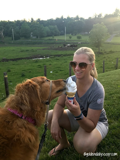 golden retriever dog eating an ice cream cone