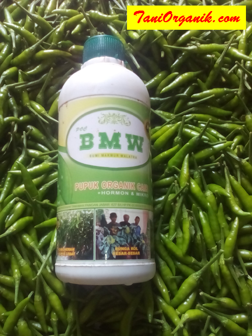 Hanya Populasi 500 Pohon Cabai Saja, Sampai Capek Metik (Bapak Iwan, Purwakarta, 2016)