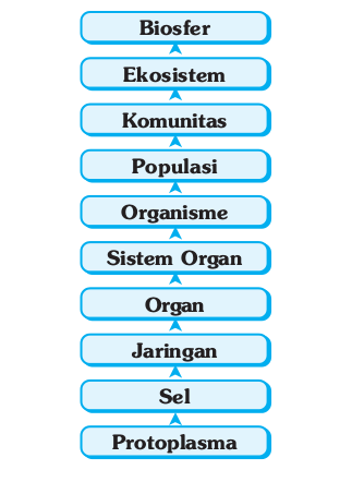 Tingkat organisasi makhluk hidup Tingkat organisasi makhluk hidup