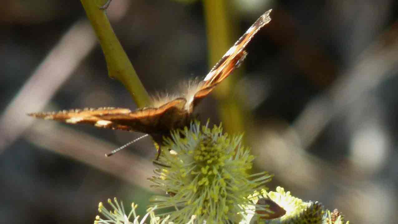 vivarium pour tortue pas cher