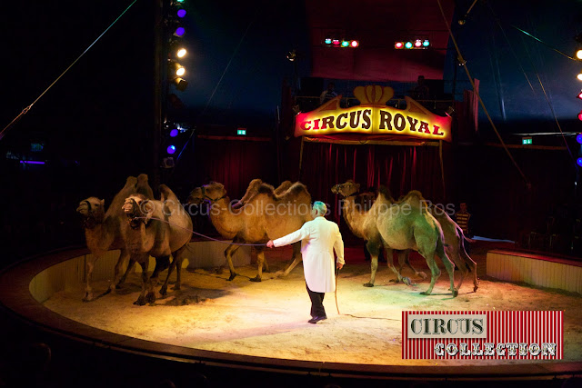les chameaux du cirque Medrano suisse