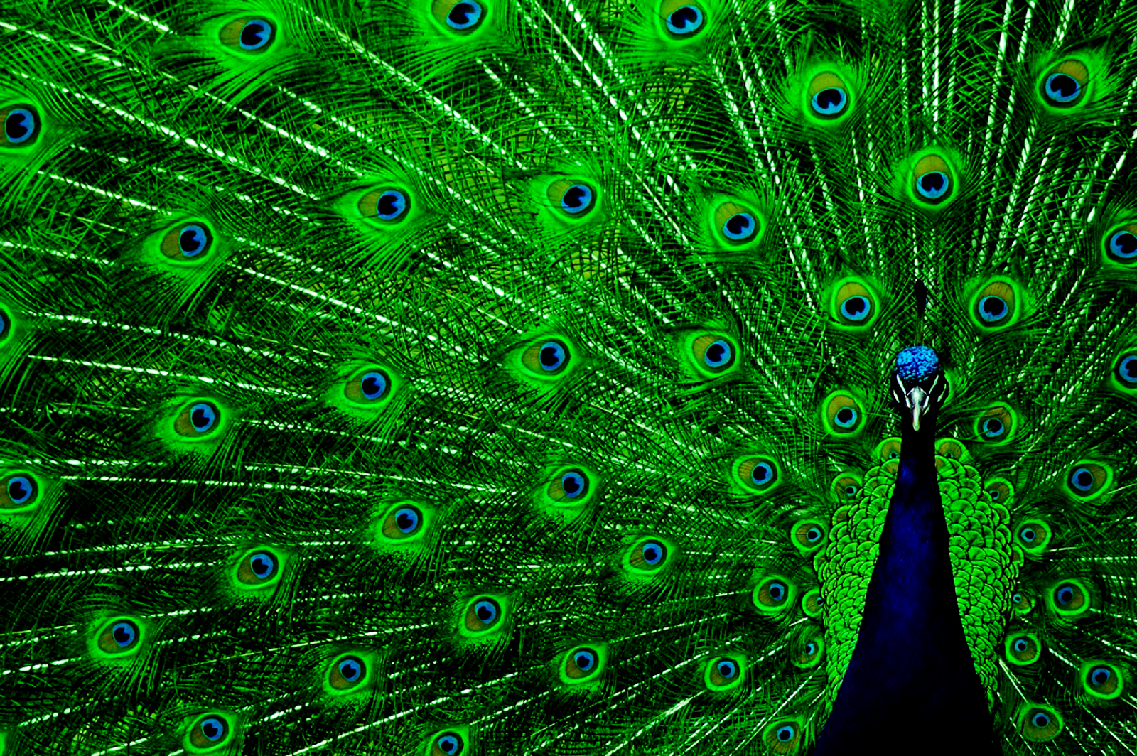 WalliePadWallpapers for iPad Peacock iPad Wallpaper