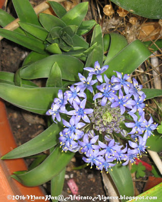 Algarve wildflower