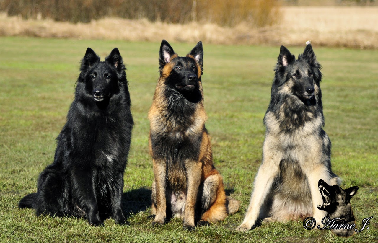 Belgialaiset Oma lauma, paras lauma ♥