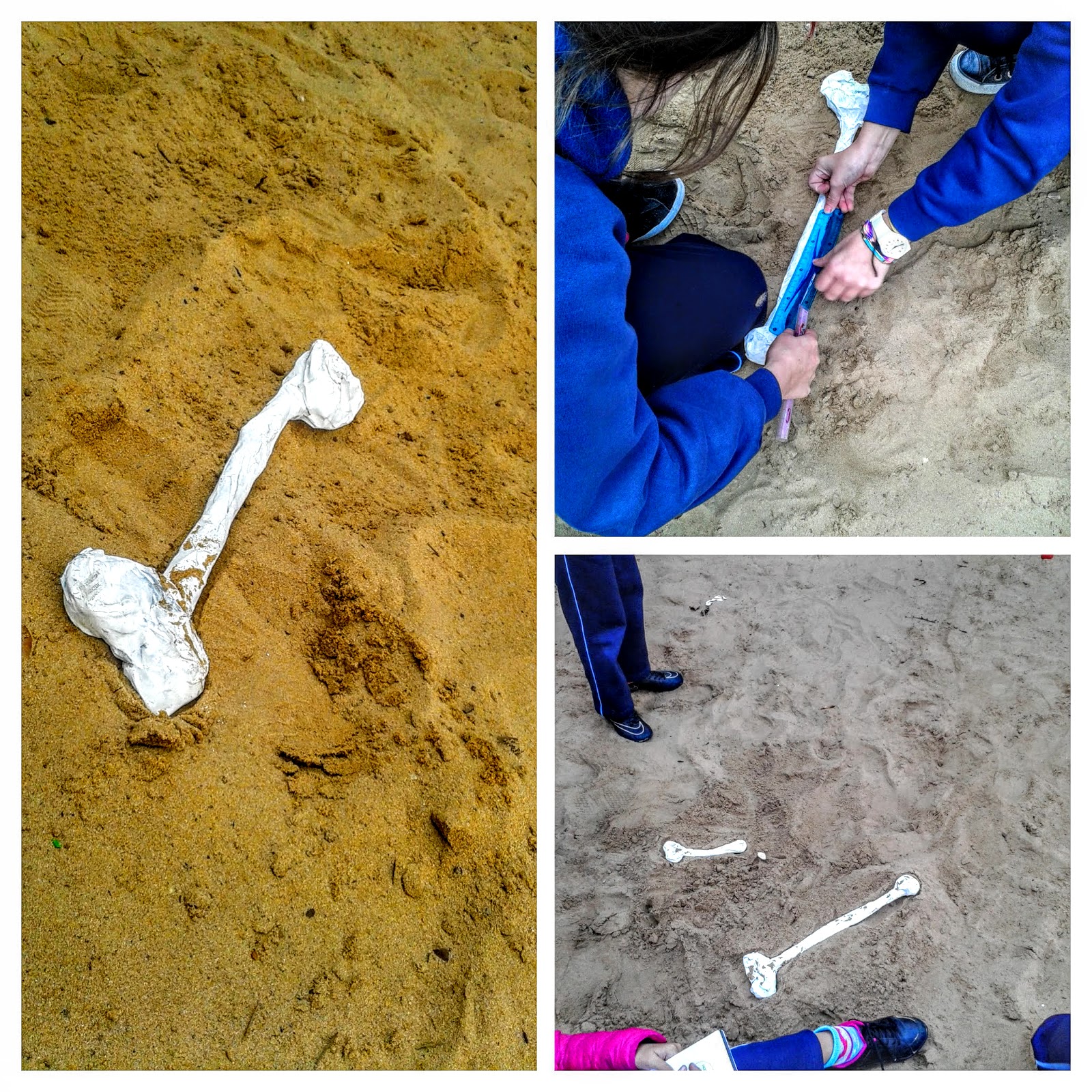 The Science Corner 5th Digging for fossils!