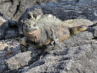 Iguana and Lava Lizard, Espinosa Point, Fernandina