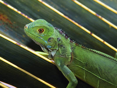 Green Iguana Normal Desktop Backgrounds,Stills,Wallpapers