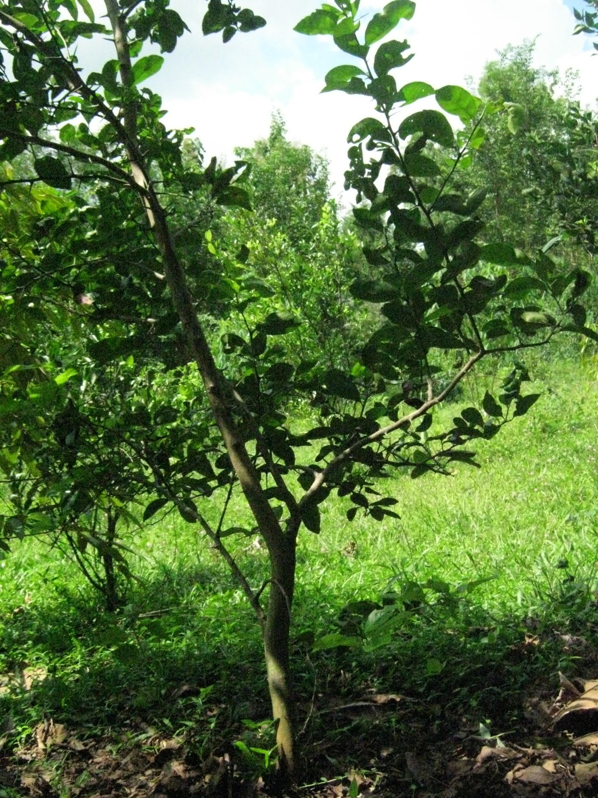 KLASIFIKASI TUMBUHAN BERBIJI Jeruk Nipis Citrus Aurantifolia