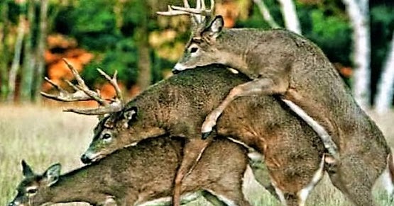 Koppels seks met dieren