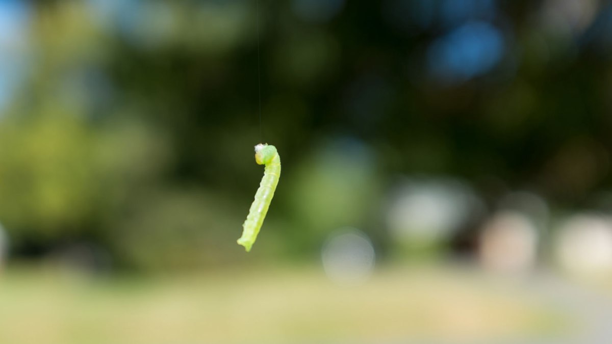 Why do canker worms hang from trees?