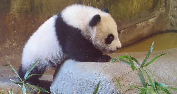 0zoo aquarium madrid panda chulina La primera hembra de oso...