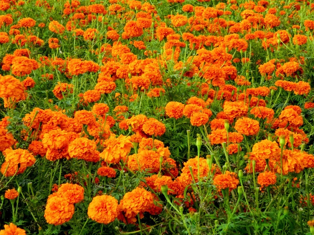 ashokism... Bangalore to Kozhikode (part 02 Marigold)