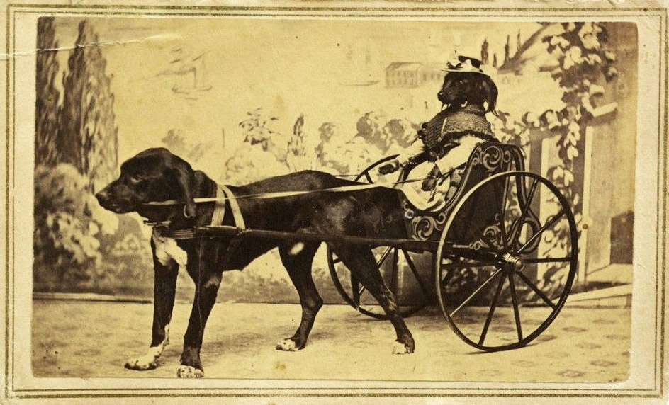 Vintage Doggy A Dog in a Dog Cart, Vintage Novelty Photograph, circa 1880s