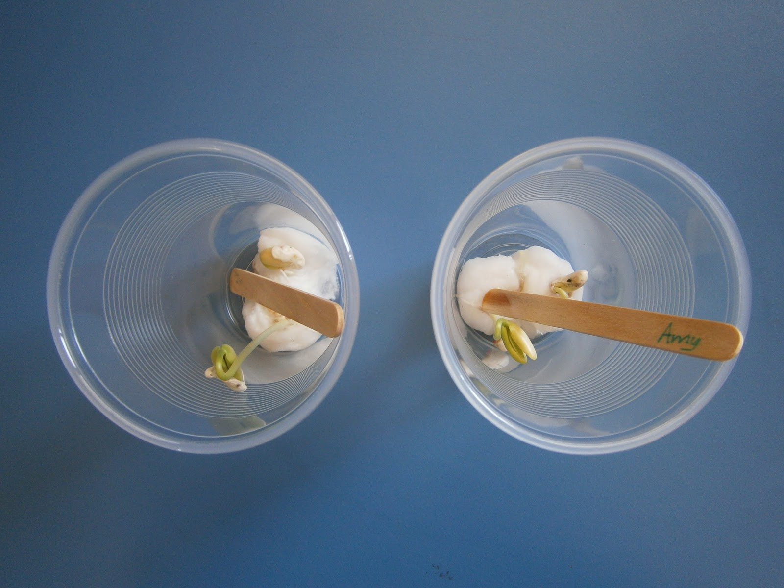 Plant diary Our bean seed experiment