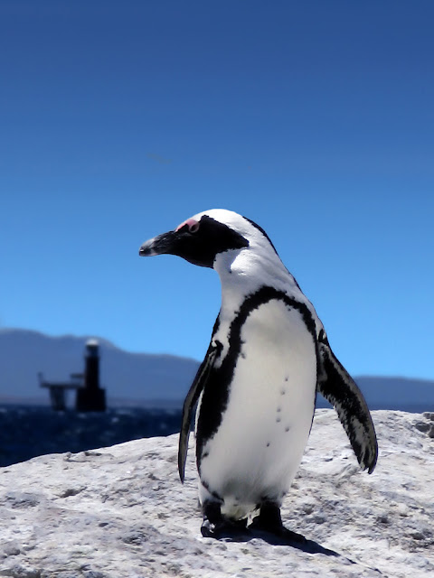 photos of penguins