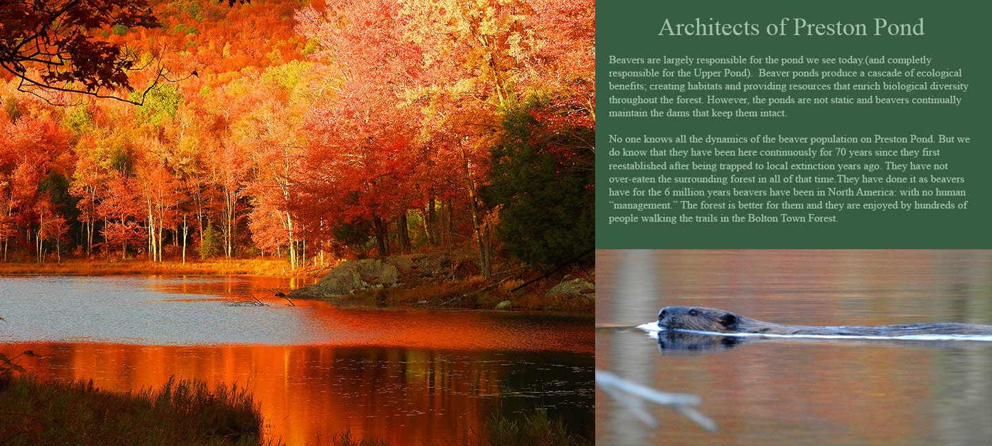 Friends of Preston Pond and the Bolton Town Forest