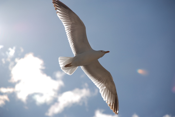 AZUL Y NIEVE: GAVIOTA HERIDA...