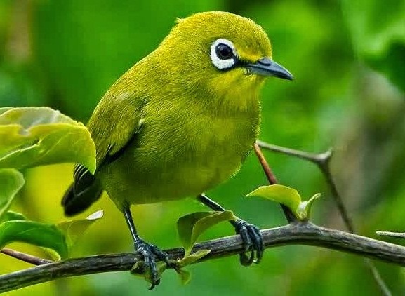 4 Ciri Ciri Burung Pleci Jantan Petarung Yang Bagus Kicau Mania