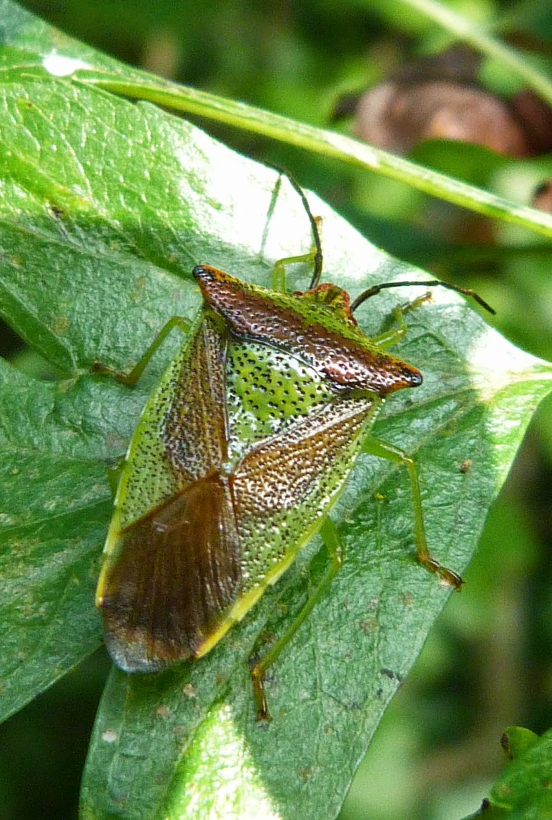 Insects of Scotland: True Bugs