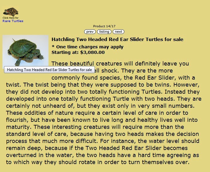 Buy Turtles Online Turtle Shack and Now............... (My Turtle