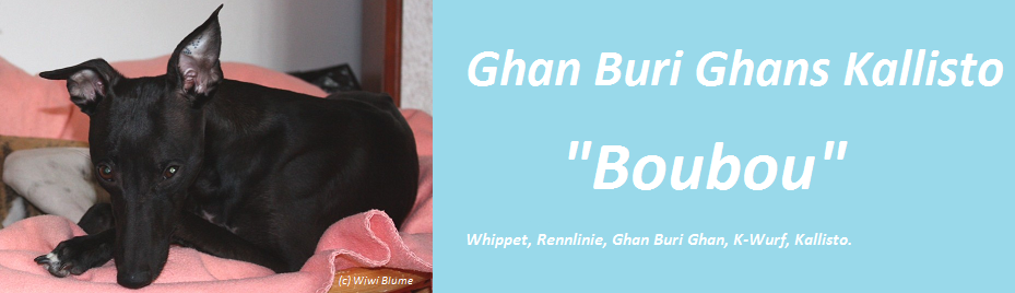 Ghan Buri Ghans Kallisto "Boubou"