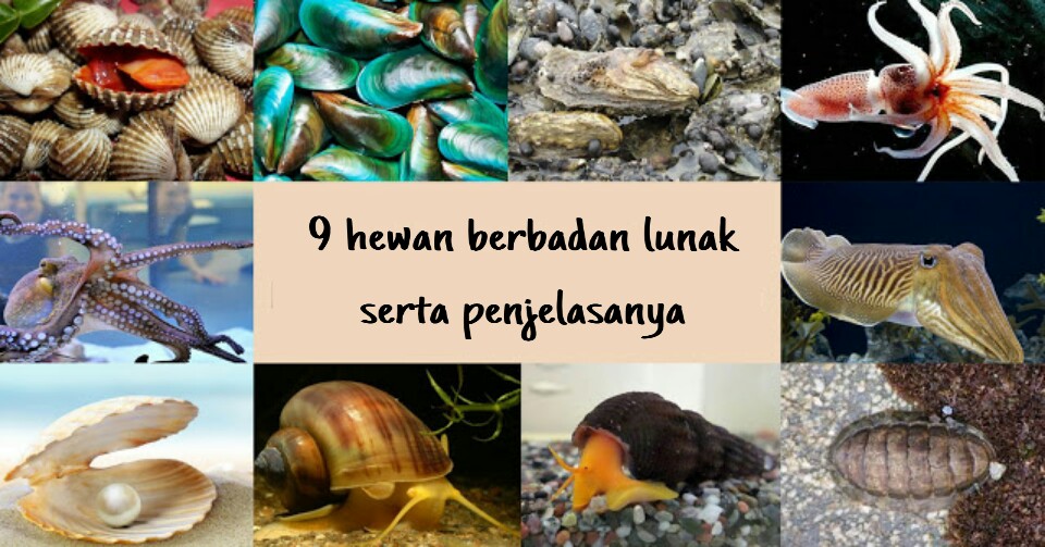 53 Gambar Hewan Lunak Mollusca Terbaru