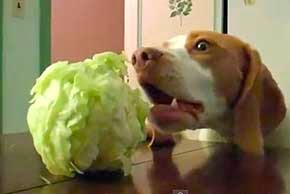 Cachorro pode comer repolho cru Clearance